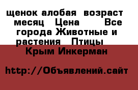 щенок алобая .возраст 1 месяц › Цена ­ 7 - Все города Животные и растения » Птицы   . Крым,Инкерман